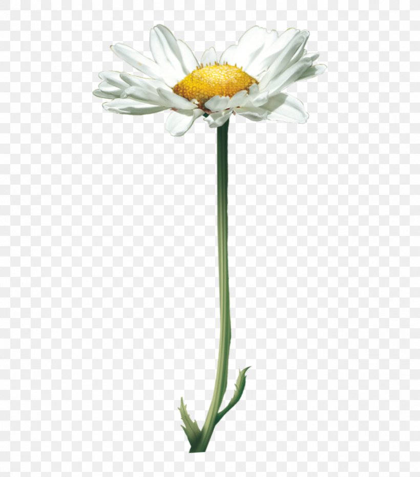 Common Daisy Flower Oxeye Daisy Yellow Petal, PNG, 1289x1462px, Common Daisy, Aster, Chamaemelum Nobile, Chamomile, Color Download Free