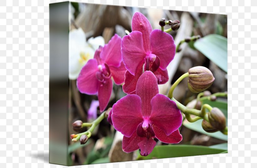 Moth Orchids Cattleya Orchids Dendrobium Pink M Violet, PNG, 650x536px, Moth Orchids, Cattleya, Cattleya Orchids, Dendrobium, Family Download Free