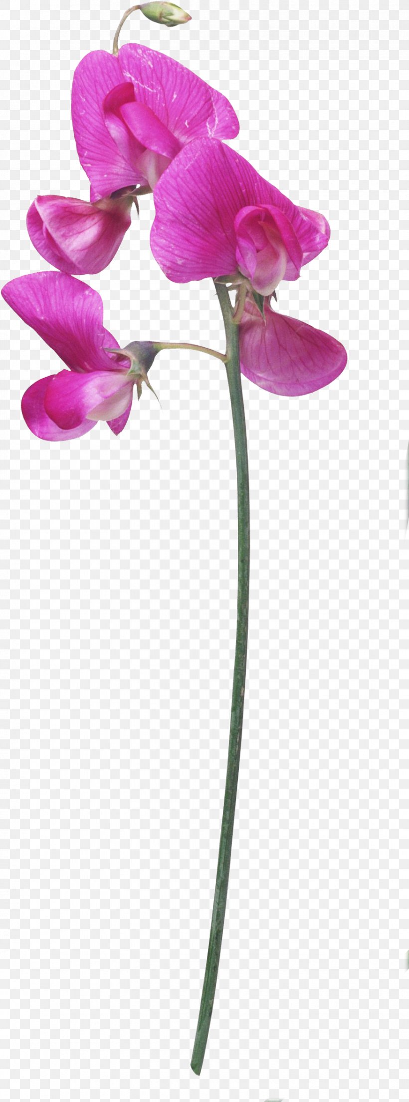 Cut Flowers Plant Stem Animation, PNG, 875x2355px, Flower, Animation, Cut Flowers, Daytime, Dendrobium Download Free