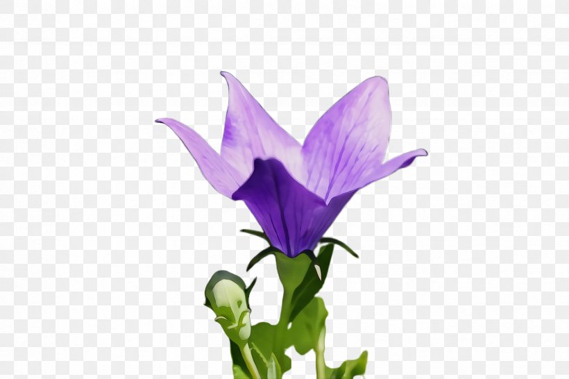 Flower Flowering Plant Plant Petal Purple, PNG, 2448x1632px, Watercolor, Balloon Flower, Bellflower, Bellflower Family, Crocus Download Free