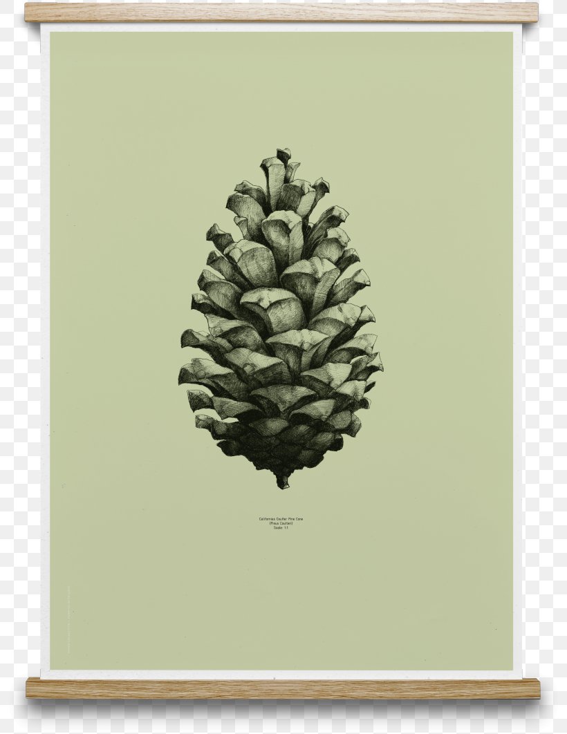 Paper Collective Posterdesign Conifer Cone Printing, PNG, 802x1062px, Paper, Color, Cone, Conifer, Conifer Cone Download Free