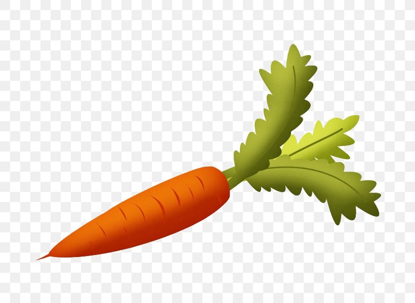 Root Vegetables Carrot Fruit Clip Art, PNG, 800x600px, Vegetable, Carrot, Drawing, Food, Free Content Download Free