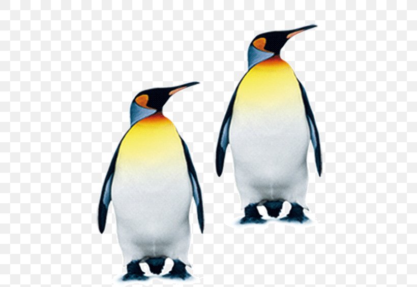 South Pole King Penguin, PNG, 516x565px, South Pole, Antarctica, Beak, Bird, Designer Download Free