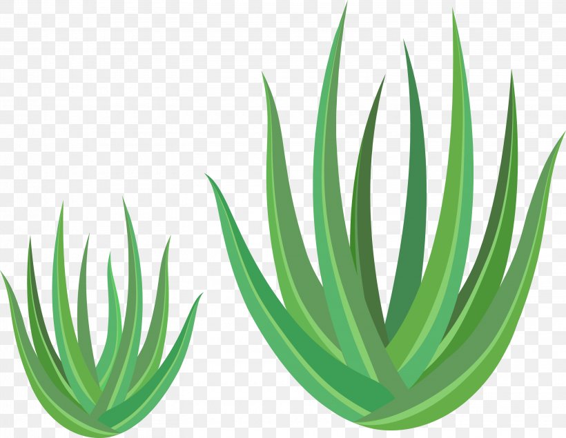 Aloe Vera Euclidean Vector Green, PNG, 3140x2432px, Aloe Vera, Aloe, Grass, Grass Family, Gratis Download Free