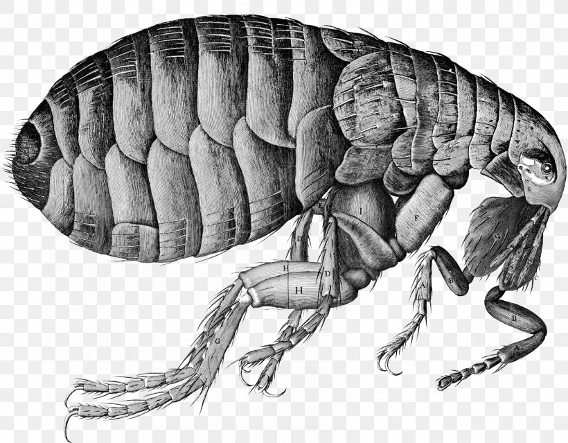 Arizona Flea Black Death Bubonic Plague, PNG, 1683x1312px, Arizona, Arthropod, Black And White, Black Death, Bubonic Plague Download Free