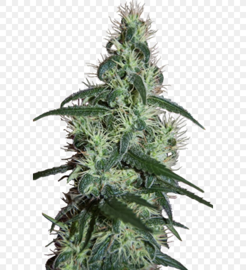 Cannabis Cup Skunk Cannabis Sativa White Widow, PNG, 600x899px, Cannabis Cup, Cannabis, Cannabis Sativa, Grow Shop, Head Shop Download Free
