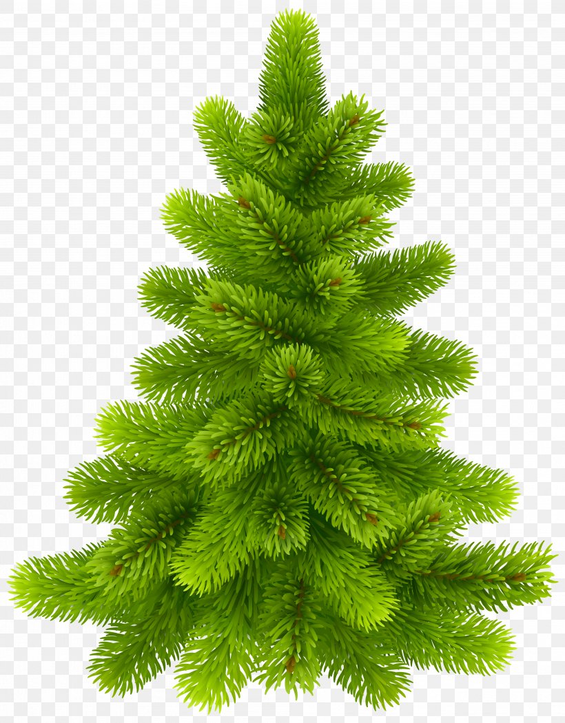 Christmas Tree Christmas Tree Pine, PNG, 3992x5114px, Christmas, Biome, Branch, Christmas Card, Christmas Decoration Download Free