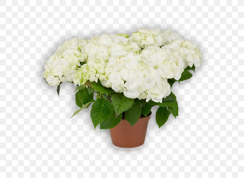 Hydrangea Cut Flowers Floral Design Plant, PNG, 600x600px, Hydrangea, Cornales, Cut Flowers, Floral Design, Floristry Download Free