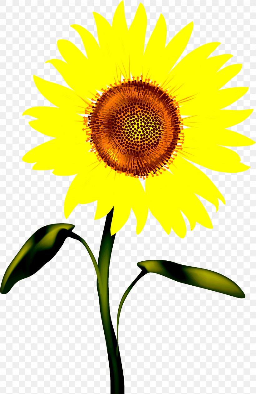 Sunflower, PNG, 1949x3000px, Flower, Flowering Plant, Petal, Plant, Sunflower Download Free