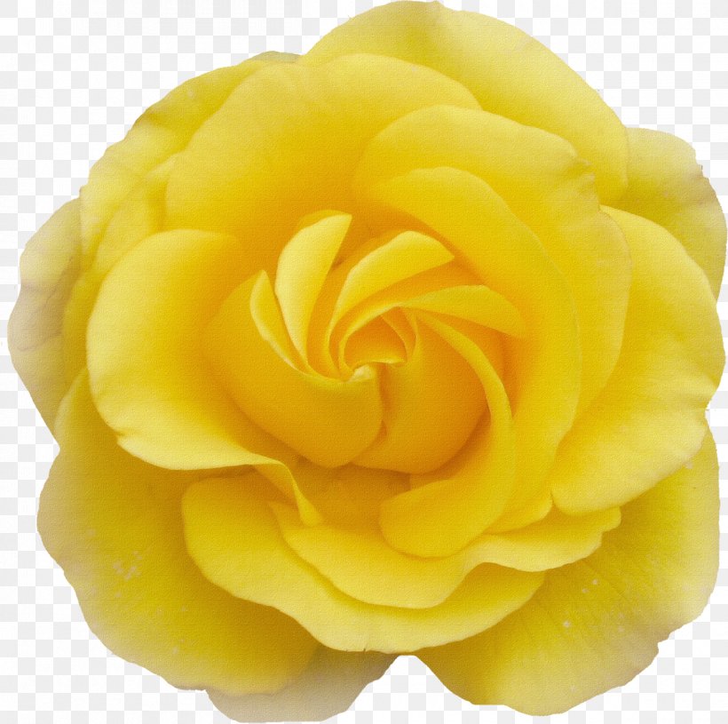 Cut Flowers Garden Roses Centifolia Roses, PNG, 1200x1194px, Flower, Birthday, Centifolia Roses, Cut Flowers, Deviantart Download Free