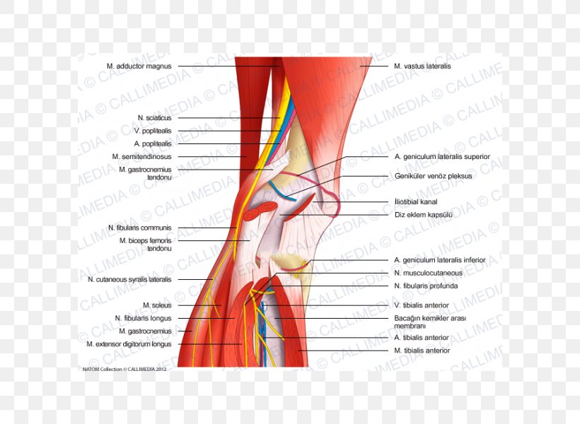 Nerve Knee Human Anatomy Human Body, PNG, 600x600px, Watercolor, Cartoon, Flower, Frame, Heart Download Free