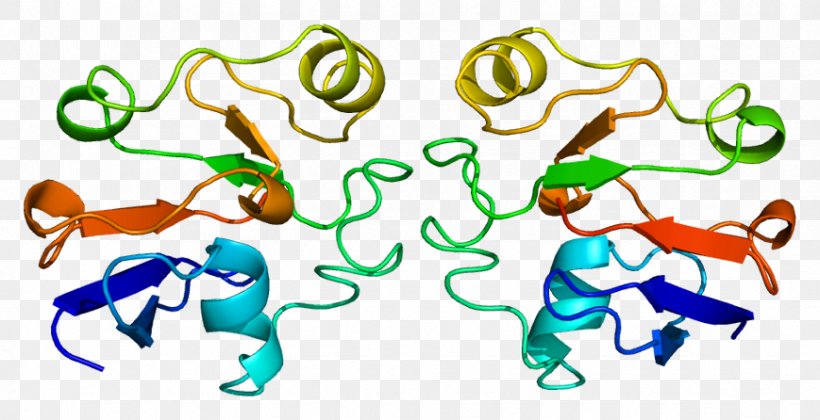 Adrenal Ferredoxin Gene Homo Sapiens Ferredoxin 1, PNG, 869x446px, Watercolor, Cartoon, Flower, Frame, Heart Download Free