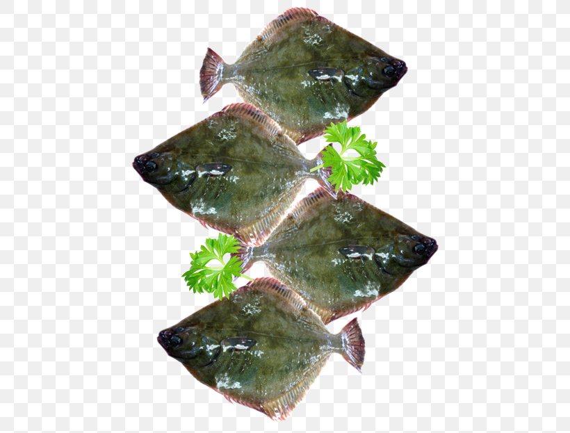 Flounder Flatfish Sole Seafood, PNG, 450x623px, Flounder, Atlantic Cod, Bone, Carangidae, Cod Download Free