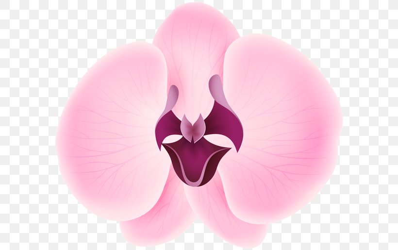 International Checker Hall Of Fame Petal Flower Sepal, PNG, 600x515px, International Checker Hall Of Fame, Close Up, Common Hibiscus, Cushion, Flower Download Free
