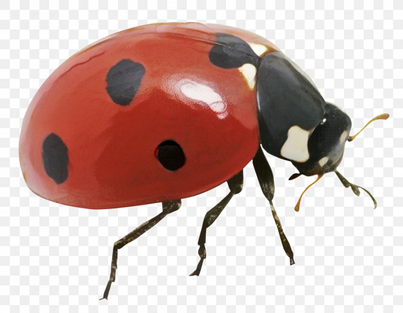 cute ladybug insect 21444549 PNG
