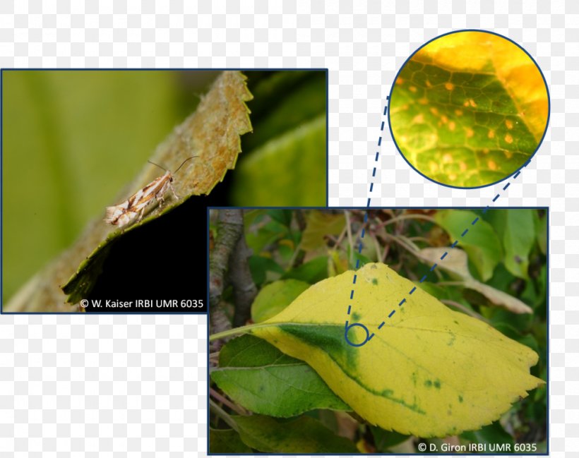 Plant Pathology Insect Leaf, PNG, 1000x792px, Plant Pathology, Fauna, Insect, Leaf, Organism Download Free