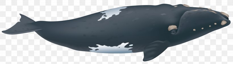 Southern Right Whale Porpoise North Atlantic Right Whale North Pacific Right Whale, PNG, 2875x800px, Whale, Animal Figure, Balaenidae, Balaenoptera, Baleen Whale Download Free