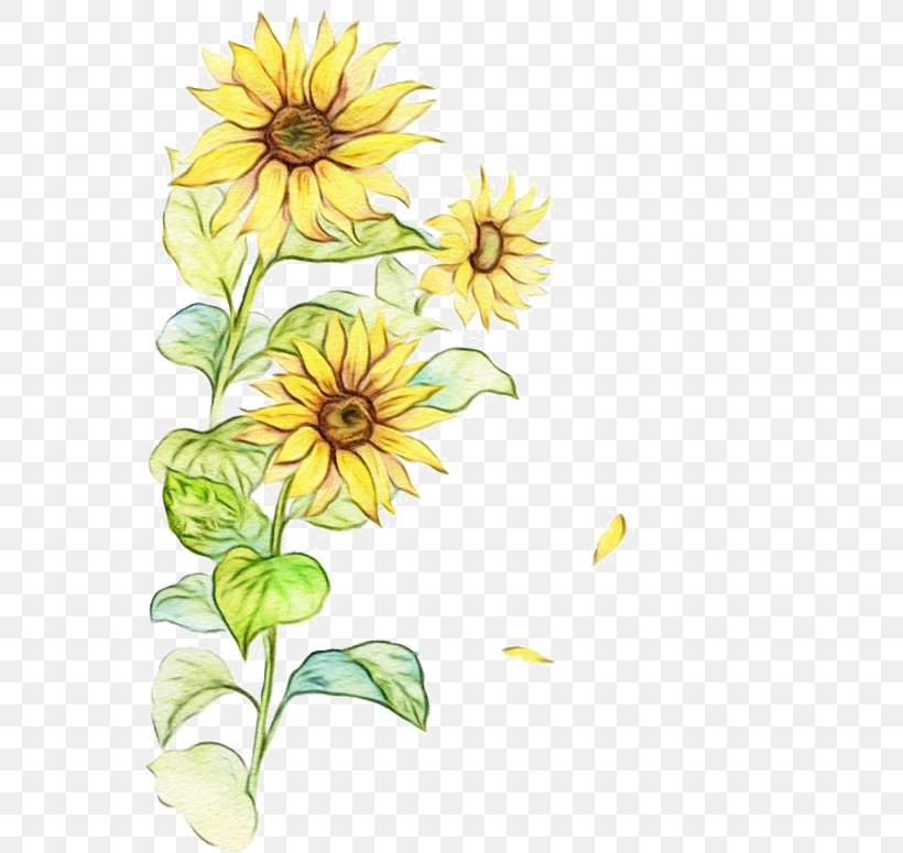 Watercolor Flower Background, PNG, 564x775px, Watercolor, Common Sunflower, Drawing, Flower, Herbaceous Plant Download Free