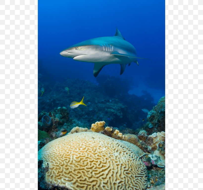 Coral Reef Fish Brain Coral Shark, PNG, 768x768px, Coral Reef, Brain, Brain Coral, Canvas Print, Caribbean Reef Shark Download Free