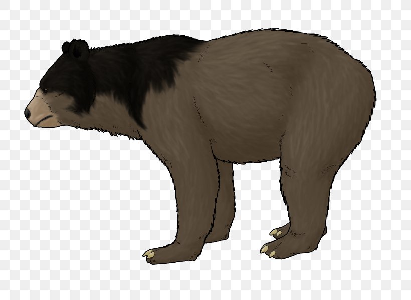 Grizzly Bear Pliocene Ursus Etruscus Ursus Minimus Himalayan Brown Bear, PNG, 800x600px, Grizzly Bear, Animal, Asian Black Bear, Bear, Bears Download Free