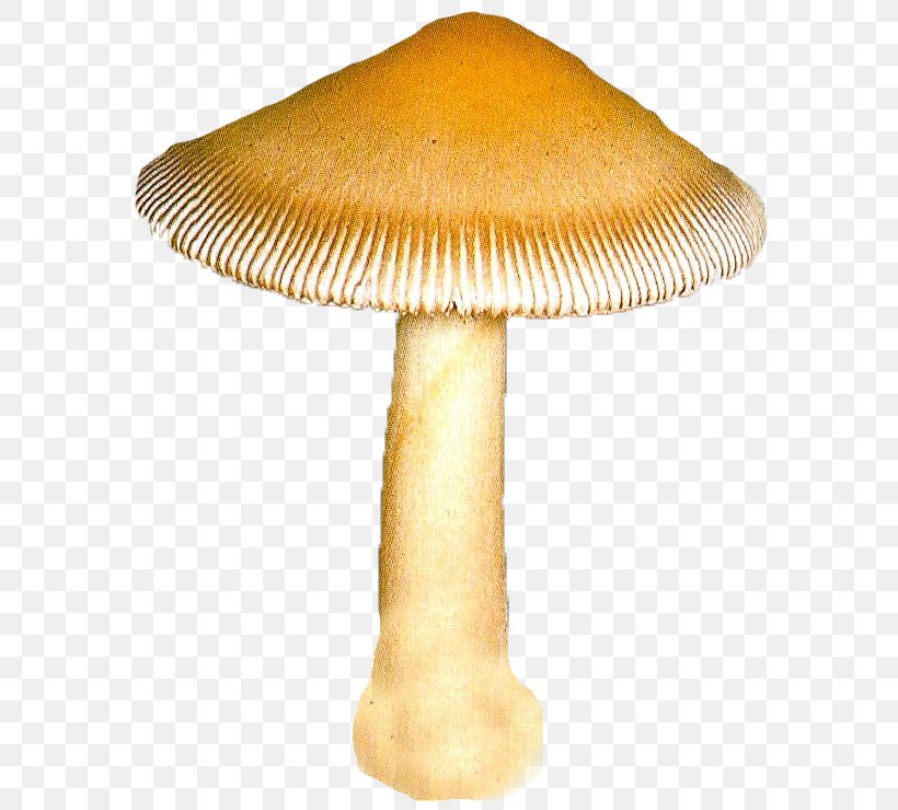 Mushroom 2403 (عدد) 2404 (عدد) Clip Art, PNG, 606x740px, Mushroom, Amanita, Email, Fungus, Mailru Llc Download Free