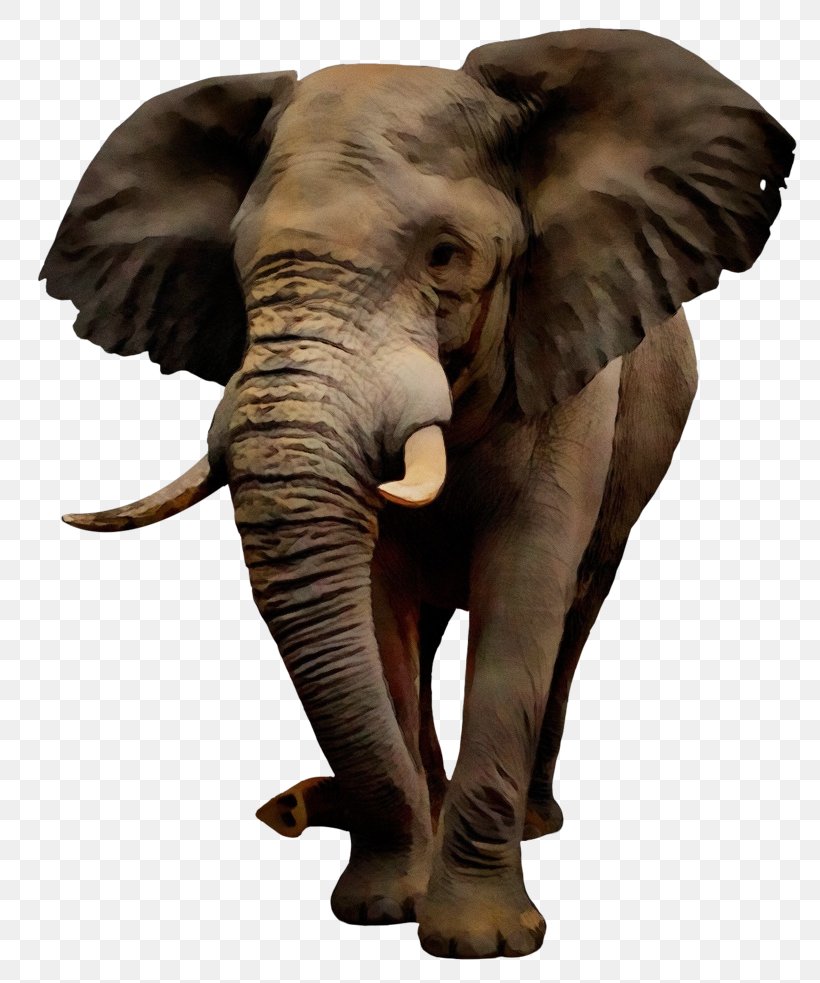 African Bush Elephant Indian Elephant Image, PNG, 813x983px, African Bush Elephant, African Elephant, African Forest Elephant, Animal Figure, Asian Elephant Download Free