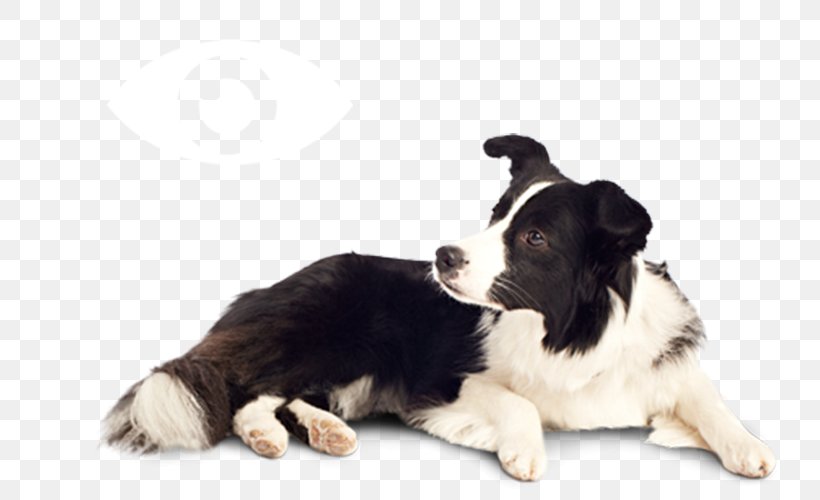 Cat Golden Retriever Puppy Dog Food, PNG, 800x500px, Cat, Animal, Border Collie, Carnivoran, Companion Dog Download Free