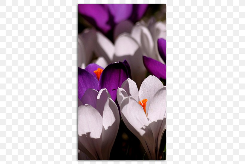 Flower Garden Stock Photography, PNG, 485x550px, Flower, Bedding, Color, Crocus, Flora Download Free