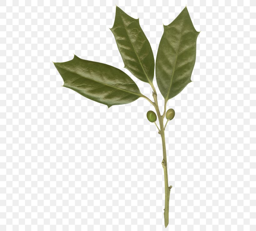 Leaf Twig Green, PNG, 500x740px, Leaf, Branch, Green, Plant, Plant Stem Download Free
