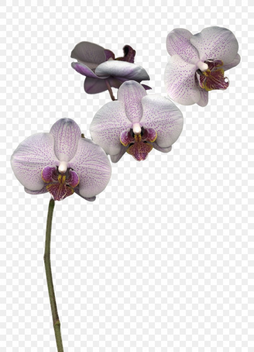 Moth Orchids Cut Flowers Clip Art, PNG, 1154x1600px, Orchids, Blog, Cut Flowers, Flower, Flowering Plant Download Free