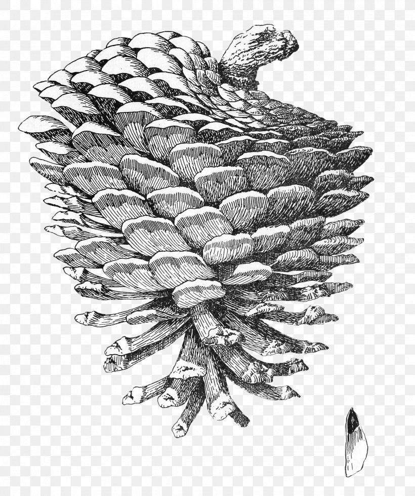 Original pen & ink wash continuous line drawing of a pine cone | eBay