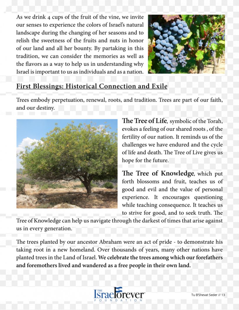 Wine Tree Ecosystem Brochure, PNG, 900x1165px, Wine, Brochure, Ecosystem, Flora, Grass Download Free