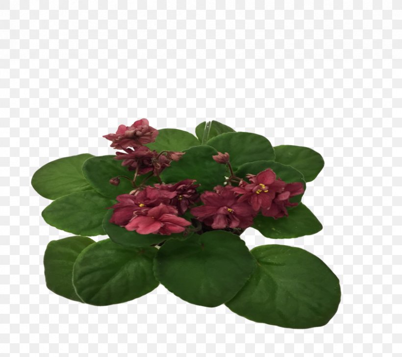 Flowerpot Annual Plant, PNG, 844x750px, Flowerpot, Annual Plant, Flower, Petal, Plant Download Free