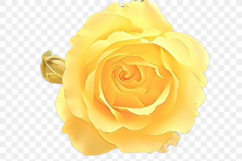 Garden Roses, PNG, 2448x1632px, Rose, Austrian Briar, Cut Flowers, Floribunda, Flower Download Free