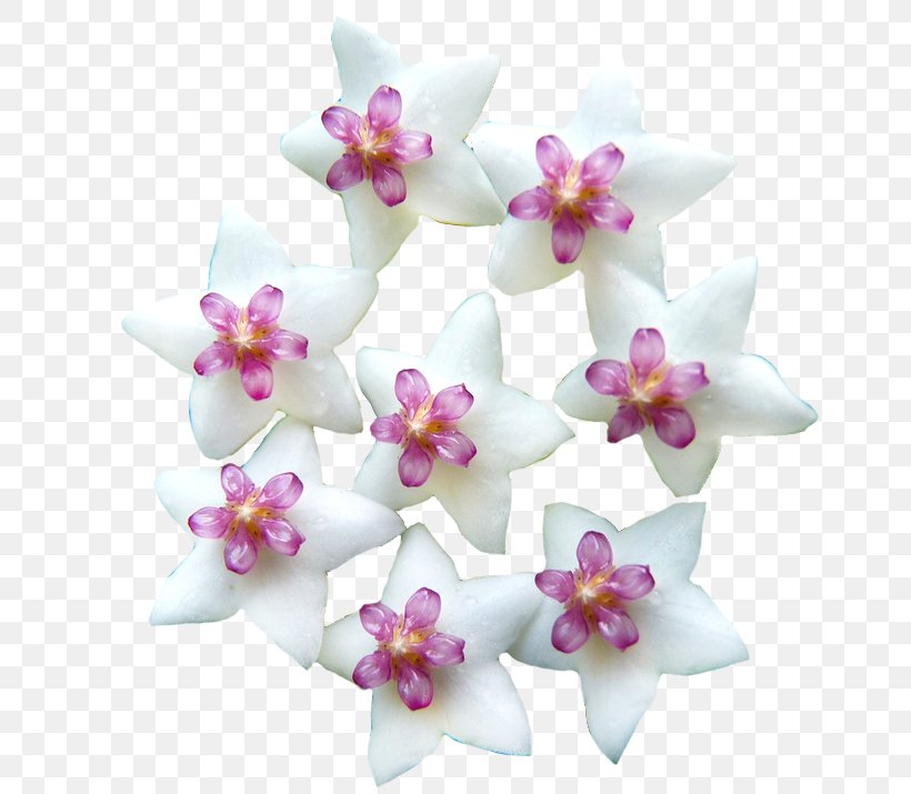 Moth Orchids Cut Flowers Pink M Petal RTV Pink, PNG, 662x715px, Moth Orchids, Cut Flowers, Flower, Flowering Plant, Lilac Download Free