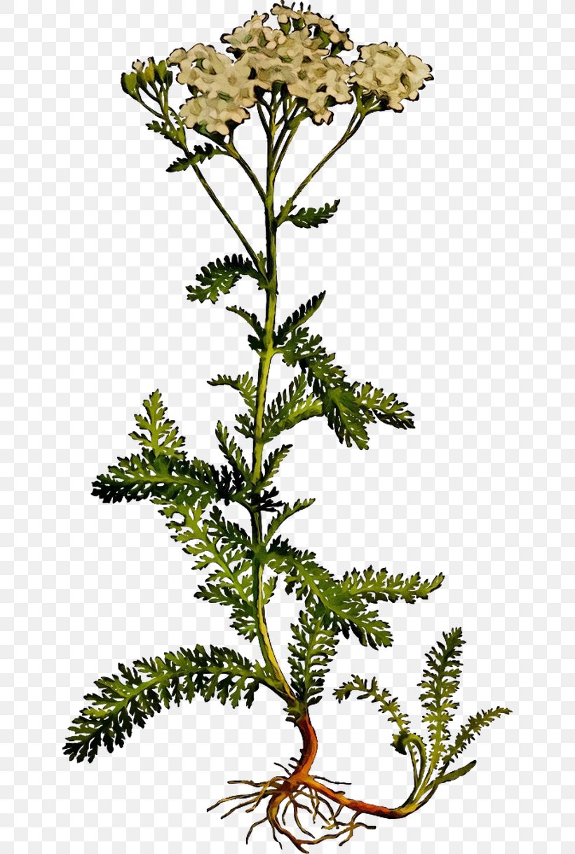 Yarrow Plants Tansy Daphne Mezereum Achillea Nobilis, PNG, 642x1218px, Yarrow, American Larch, Botany, Branch, Flower Download Free