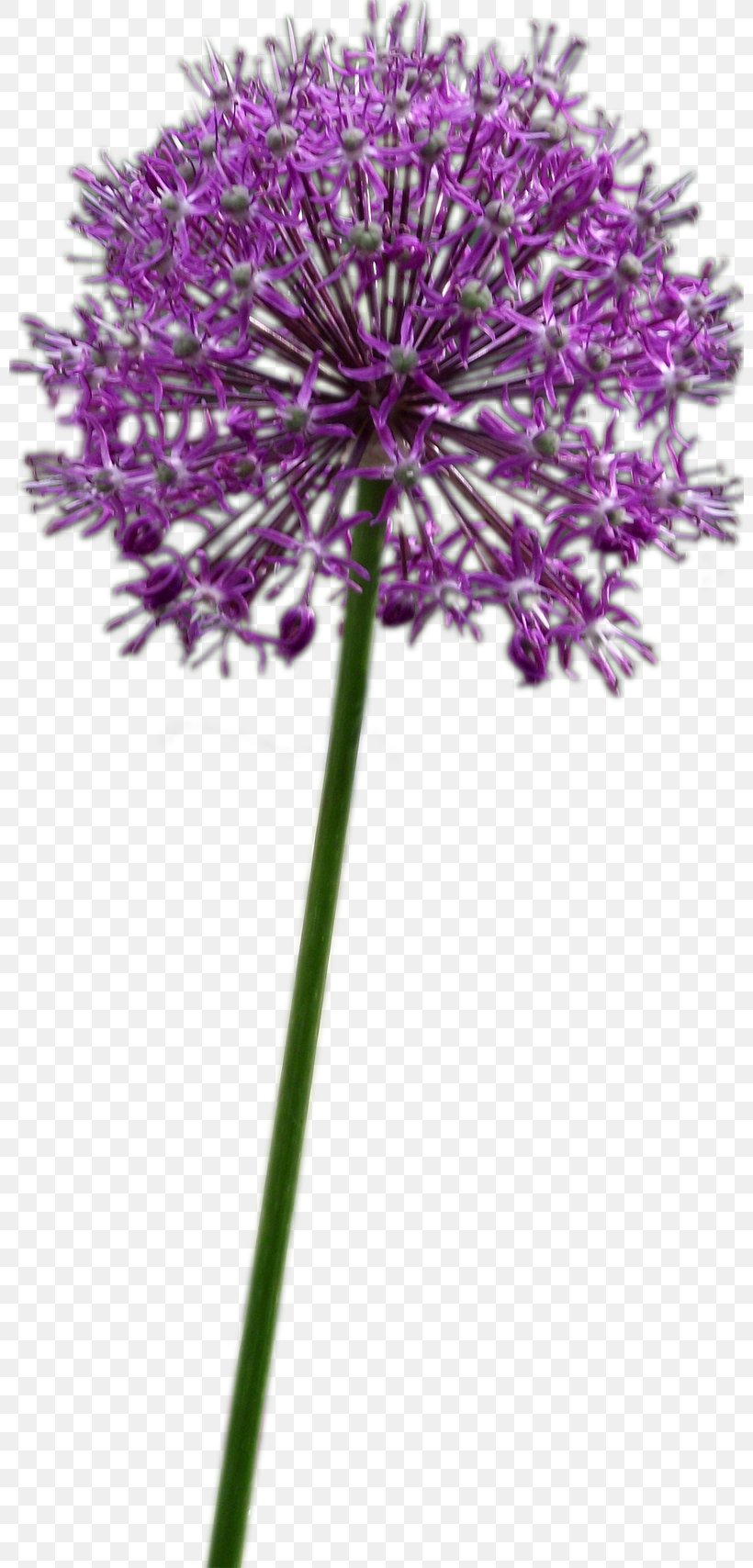 Allium Fistulosum Flower Chives Onion Allium Altissimum, PNG, 800x1708px, Allium Fistulosum, Allium, Allium Altissimum, Bulb, Chives Download Free