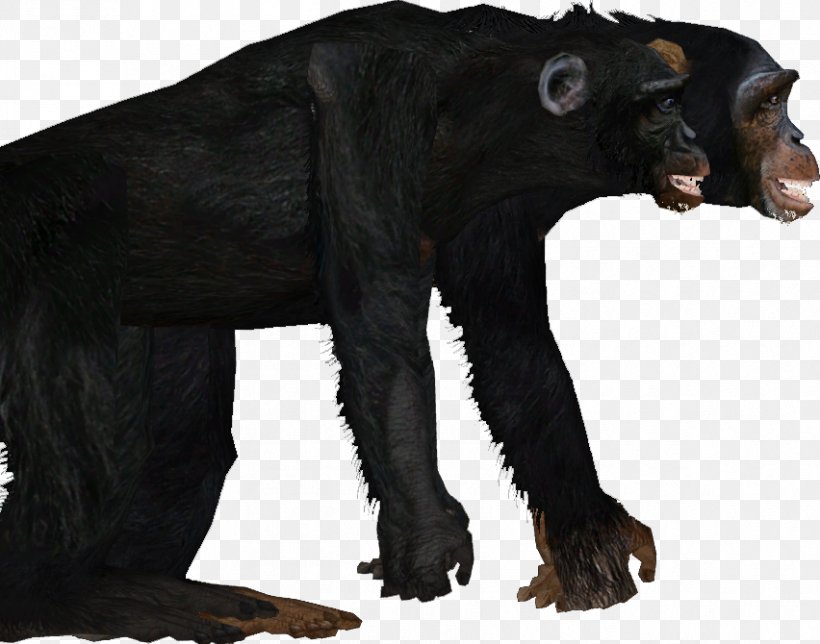 Common Chimpanzee Gorilla Bear Fur Terrestrial Animal, PNG, 852x670px, Common Chimpanzee, Animal, Bear, Carnivoran, Chimpanzee Download Free