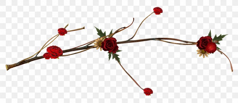 Cut Flowers Twig Rose Hip Plant Stem, PNG, 2000x869px, Flower, Branch, Branching, Cut Flowers, Flowering Plant Download Free