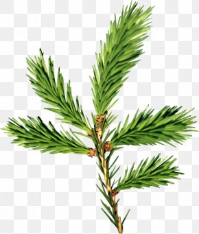 Tree - Fir Tree Oil PNG