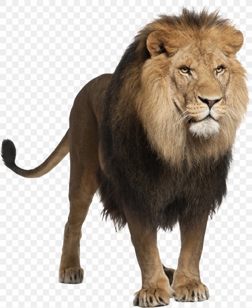 Lion Computer File, PNG, 2358x2880px, Lion, Big Cats, Carnivoran, Cat Like Mammal, Document Download Free