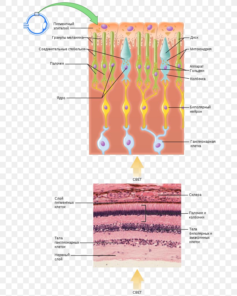Photoreceptor Cell Photoreceptor Protein Rod Cell Cone Cell Retina, PNG, 683x1024px, Watercolor, Cartoon, Flower, Frame, Heart Download Free
