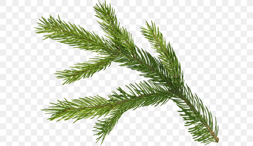Spruce Fir Pine Christmas Advent Wreath, PNG, 600x474px, Spruce, Advent Wreath, Branch, Christmas, Christmas Ornament Download Free