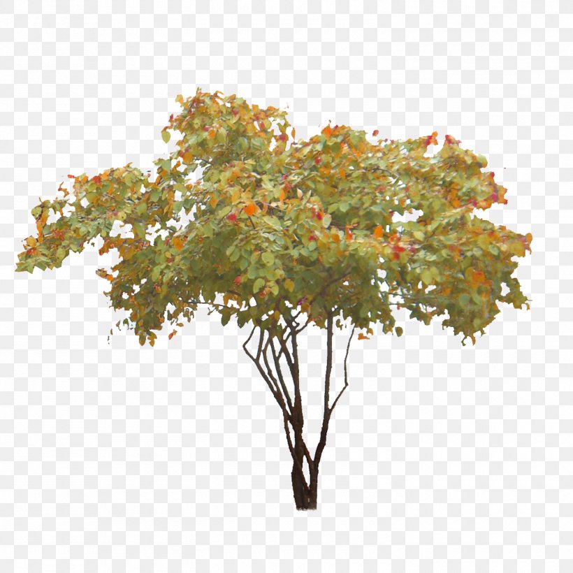 Treelet Clipping Path Shadbush, PNG, 1500x1500px, Tree, Branch, Clipping, Clipping Path, Leaf Download Free