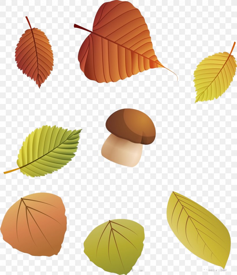 Autumn Leaf Color Autumn Leaf Color Deciduous, PNG, 882x1024px, Leaf, Autumn, Autumn Leaf Color, Deciduous, Designer Download Free