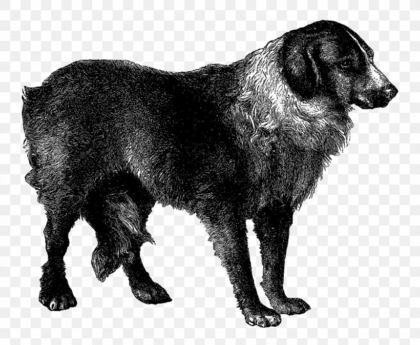 Flat-Coated Retriever Rare Breed (dog) Dog Breed Borador Sporting Group, PNG, 1600x1314px, Flatcoated Retriever, Black And White, Borador, Breed, Carnivoran Download Free