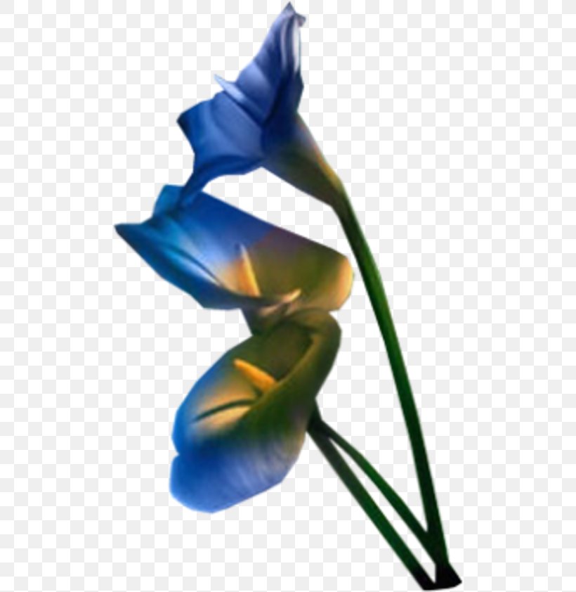 Flower PhotoFiltre, PNG, 500x842px, Flower, Animation, Blue, Blue Rose, Bud Download Free