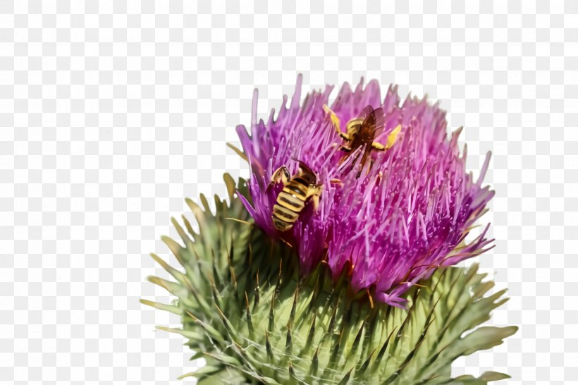 Flowering Plant Flower Plant Greater Burdock Artichoke Thistle, PNG, 2448x1632px, Flowering Plant, Artichoke Thistle, Burdock, Cynara, European Marsh Thistle Download Free