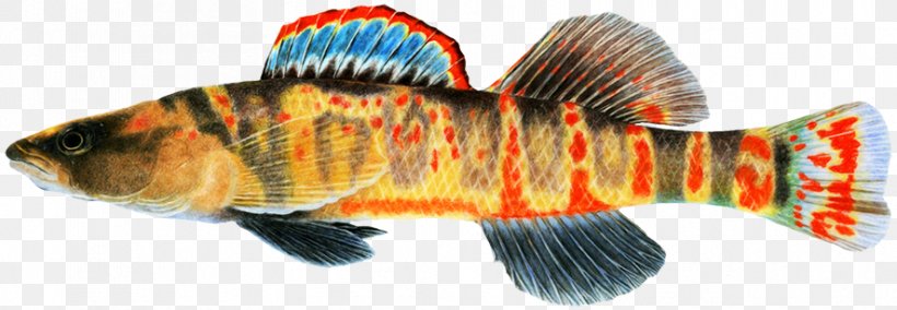 Cumberland Darter Fish Striped Bass Arrow Darter, PNG, 886x307px, Darter, Animal, Bass, Drawing, Fish Download Free