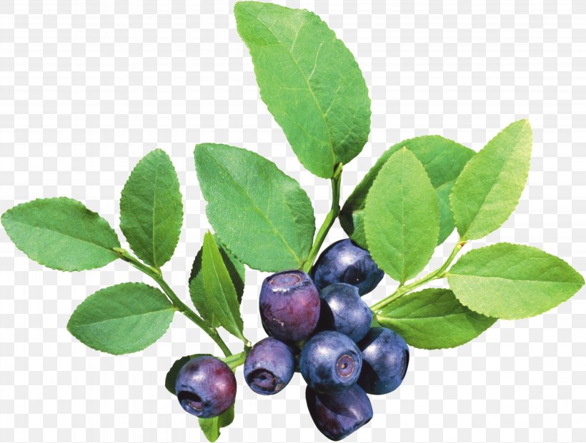 Fruit Icon, PNG, 4501x3414px, Fruit, Aristotelia Chilensis, Berry, Bilberry, Blueberry Download Free